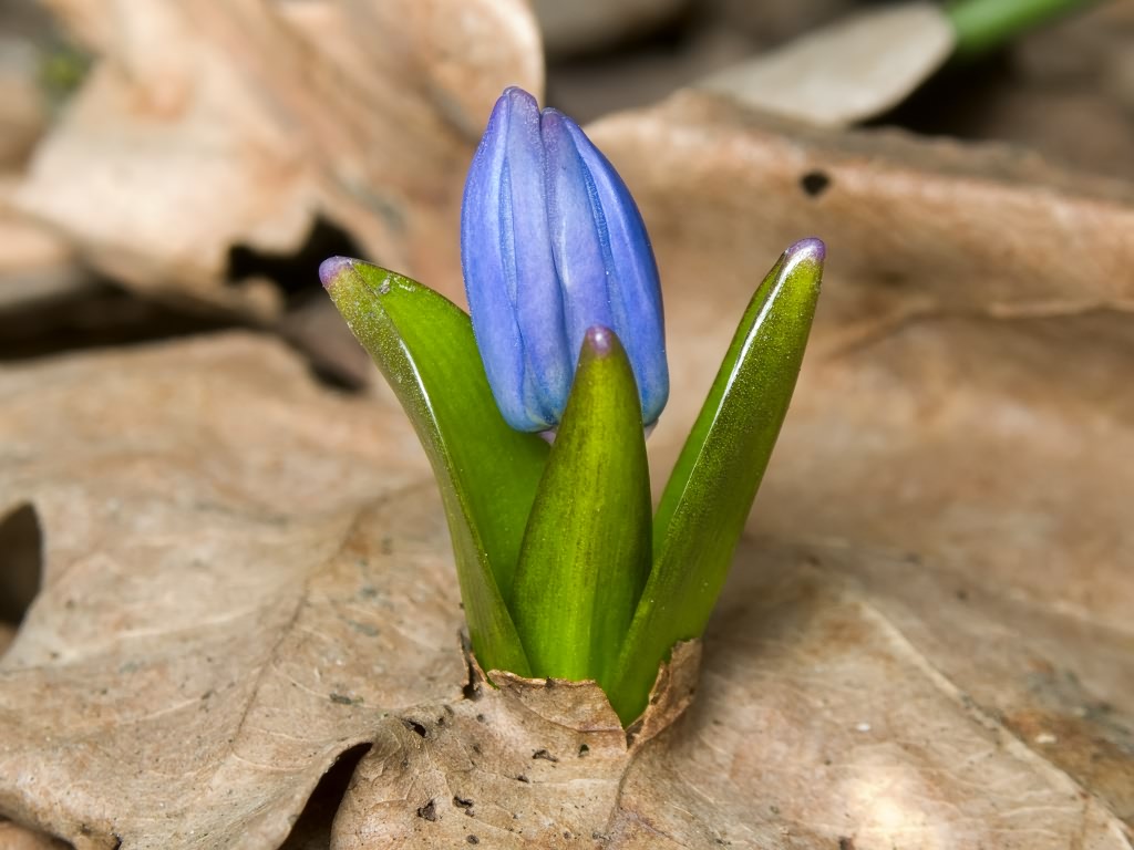 Scilla siberica